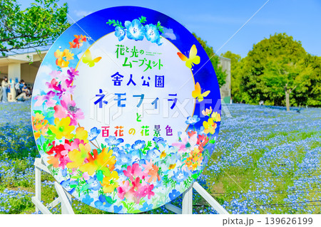 東京　足立区　舎人公園　ネモフィラ花壇 139626199