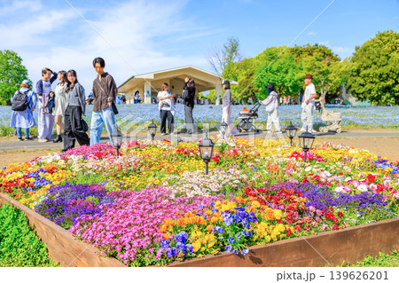 東京　足立区　舎人公園　ネモフィラ花壇 139626201