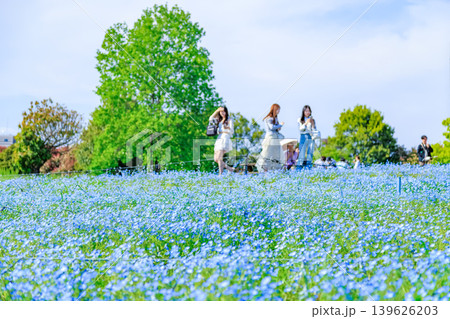 東京 足立区 舎人公園 ネモフィラ花壇 東京 足立区 舎人公園 ネモフィラ花壇 139626203