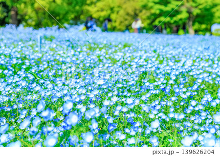 東京 足立区 舎人公園 ネモフィラ花壇 東京 足立区 舎人公園 ネモフィラ花壇 139626204