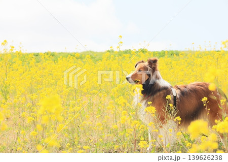 菜の花とシェルティ 菜の花とシェルティ 139626238