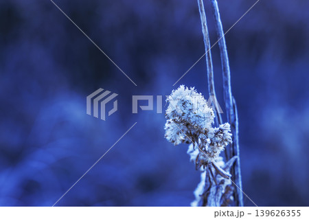 霜に覆われた野生の植物のクローズアップ 139626355