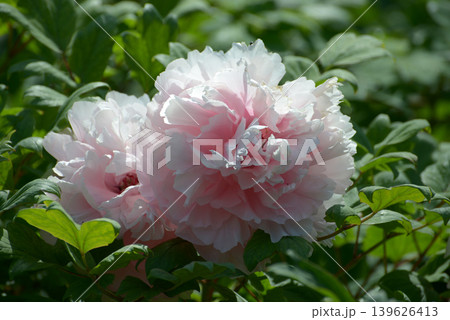 王妃 ボタンの花 王妃 ボタンの花 139626413