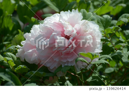 王妃 ボタンの花 王妃 ボタンの花 139626414