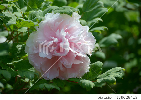 王妃 ボタンの花 王妃 ボタンの花 139626415