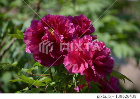 紫王 ボタンの花 紫王 ボタンの花 139626439