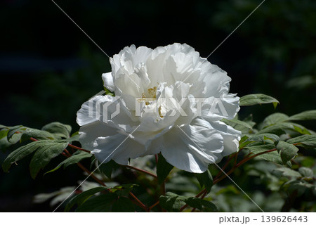 天空 ボタンの花 天空 ボタンの花 139626443