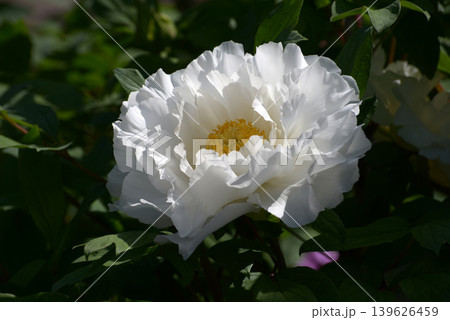 不昧白　ボタンの花 139626459