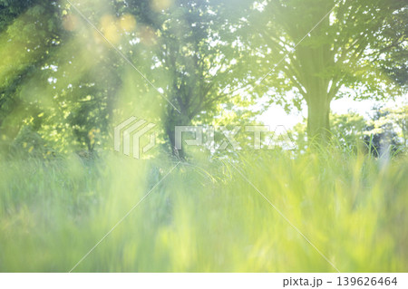 公園の木の下の夏草がキラキラ輝く風景 公園の木の下の夏草がキラキラ輝く風景 139626464