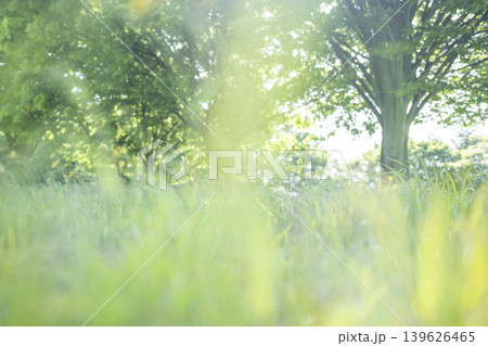 公園の木の下の夏草がキラキラ輝く風景 公園の木の下の夏草がキラキラ輝く風景 139626465