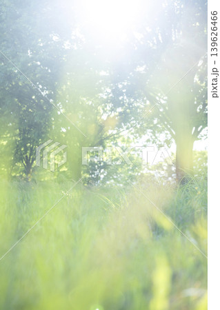 公園の木の下の夏草がキラキラ輝く風景 139626466