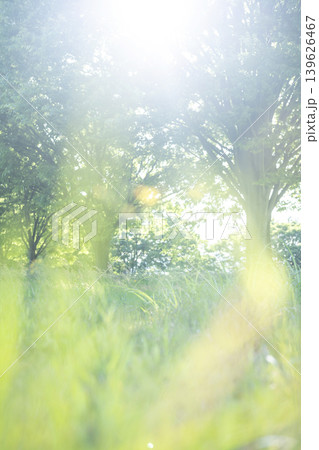 公園の木の下の夏草がキラキラ輝く風景 139626467