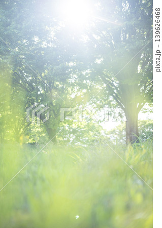 公園の木の下の夏草がキラキラ輝く風景 公園の木の下の夏草がキラキラ輝く風景 139626468