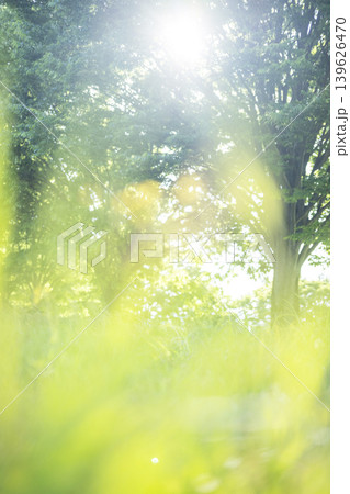 公園の木の下の夏草がキラキラ輝く風景 公園の木の下の夏草がキラキラ輝く風景 139626470