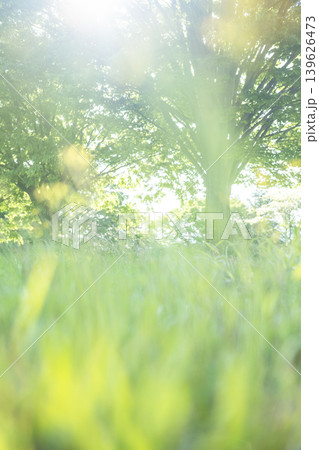 公園の木の下の夏草がキラキラ輝く風景 公園の木の下の夏草がキラキラ輝く風景 139626473