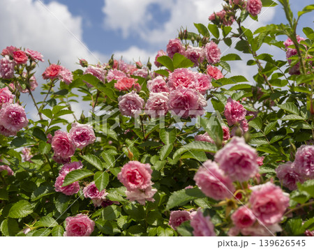 ピンク色の薔薇と青空の風景 ピンク色の薔薇と青空の風景 139626545