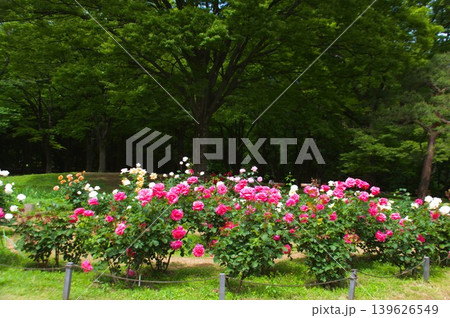 代々木公園 139626549