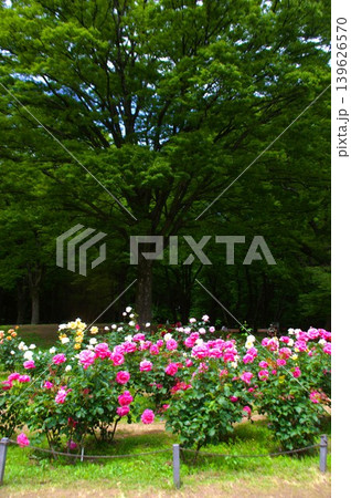 代々木公園 139626570