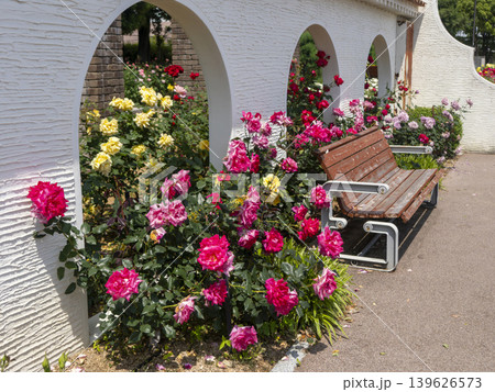 公園に咲いた薔薇の花とベンチ 公園に咲いた薔薇の花とベンチ 139626573