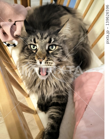 A fluffy Maine Coon cat yawns in a baby crib. A fluffy Maine Coon cat yawns in a baby crib. 139626596