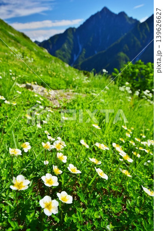 チングルマの花咲き誇る立山縦走路 チングルマの花咲き誇る立山縦走路 139626627