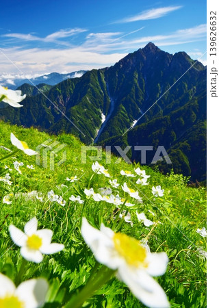 チングルマの花咲き誇る立山縦走路 チングルマの花咲き誇る立山縦走路 139626632