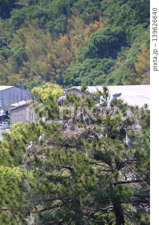 街中の公園の松の木で子育てをするアオサギ(コロニー) 街中の公園の松の木で子育てをするアオサギ(コロニー) 139626640