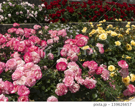 公園に咲いたピンクの薔薇 139626657