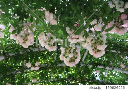 白い薔薇 白い薔薇 139626926