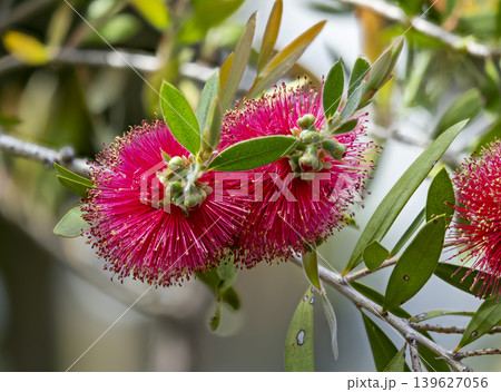 公園に咲いたブラシノキの花 139627056
