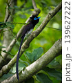 リュウキュウサンコウチョウの雄・青いアイリングが美しい夏鳥 139627222