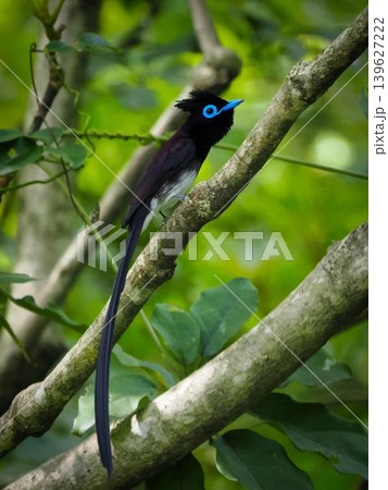 リュウキュウサンコウチョウの雄・青いアイリングが美しい夏鳥 139627222