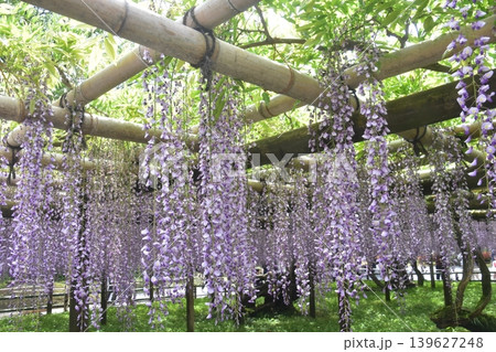 寺院の藤棚 寺院の藤棚 139627248