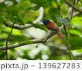 リュウキュウサンコウチョウの雌・赤褐色が美しい夏鳥 139627283