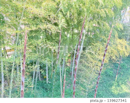 青々とした竹林の中の成長した竹の子 青々とした竹林の中の成長した竹の子 139627341