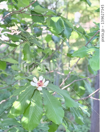 朴の木の白い花 朴の木の白い花 139627345