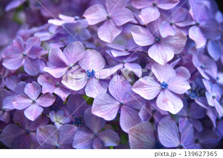 アジサイの花 アジサイの花 139627365