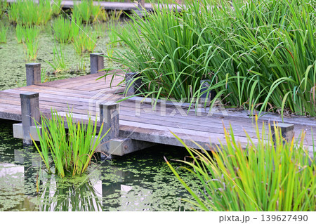 水と時の広場 水辺 平成の森公園 川島町 水と時の広場 水辺 平成の森公園 川島町 139627490