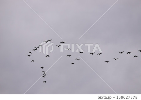 隊列を組んで飛行するウの群れ 隊列を組んで飛行するウの群れ 139627578