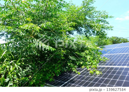 木に覆われ影響を受けた太陽光パネル 木に覆われ影響を受けた太陽光パネル 139627584