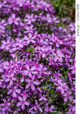 初夏の可愛らしいツルハナシノブの花 初夏の可愛らしいツルハナシノブの花 139627996
