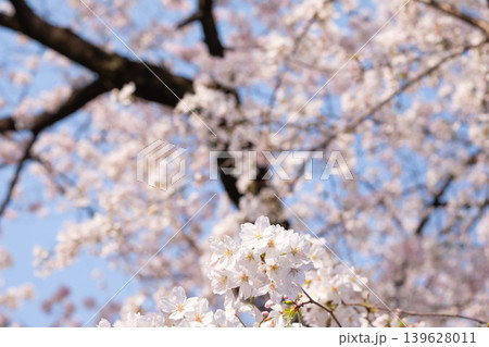 春の桜のイメージ写真素材 春の桜のイメージ写真素材 139628011