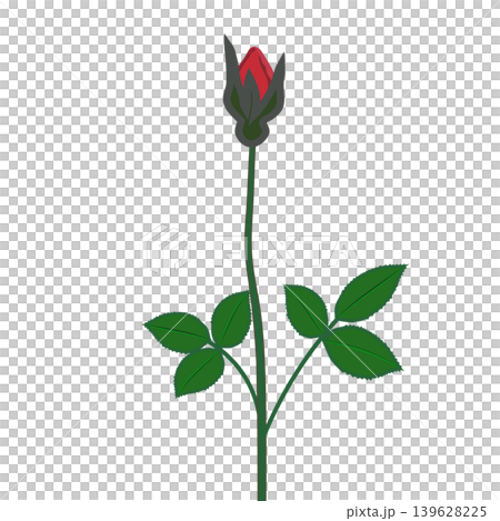 Illustration of a branch of red roses Illustration of a branch of red roses 139628225