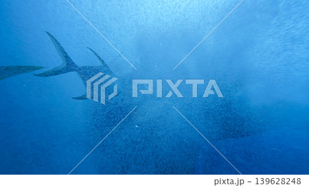 Panoramic view underwater shooting of air bubbles and blue water expanses with many of different fish swimming on background Panoramic view underwater shooting of air bubbles and blue water expanses with many of different fish swimming on background 139628248