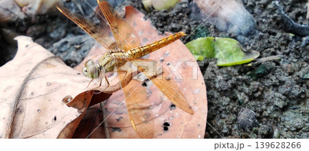 Close-up image of a golden dragonfly perched on a dry leaf on the forest floor. Close-up image of a golden dragonfly perched on a dry leaf on the forest floor. 139628266