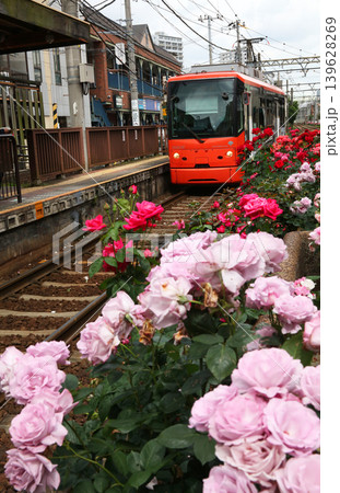 バラが咲き乱れる都電荒川線 139628269