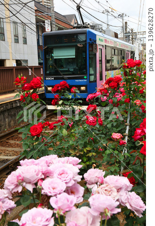 バラが咲き乱れる都電荒川線 139628270