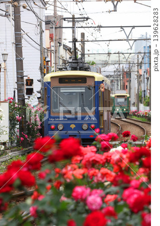 バラが咲き乱れる都電荒川線 139628283