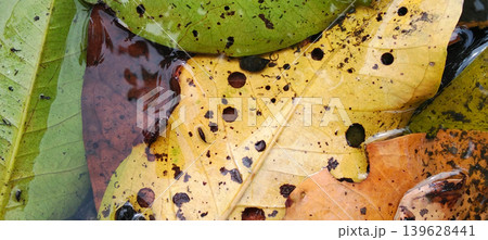 Colorful fallen leaves float on the surface of the water. Colorful fallen leaves float on the surface of the water. 139628441