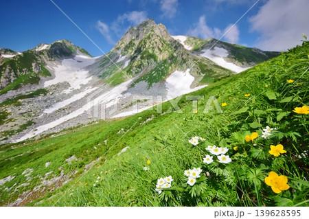 花咲き誇る立山連峰の夏 花咲き誇る立山連峰の夏 139628595